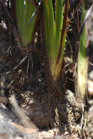 Sisyrinchium xerophyllum