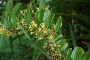 Smilax auriculata