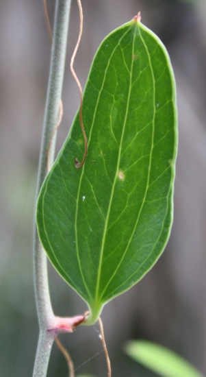 Smilax auriculata