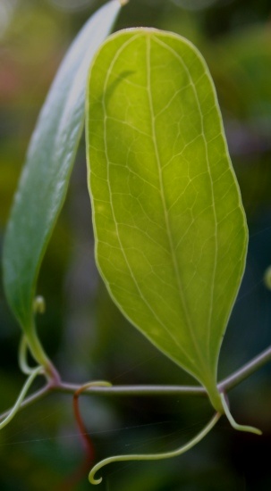 Smilax auriculata