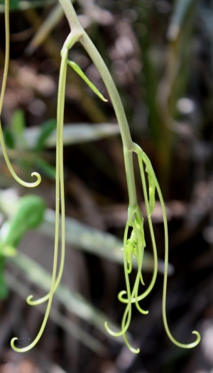 Smilax auriculata