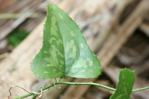 Smilax bona-nox