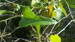 Smilax bona-nox