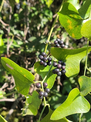 Smilax bona-nox