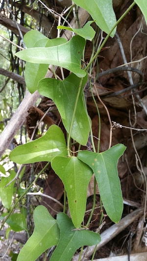 Smilax bona-nox