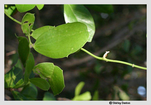 Smilax havanensis