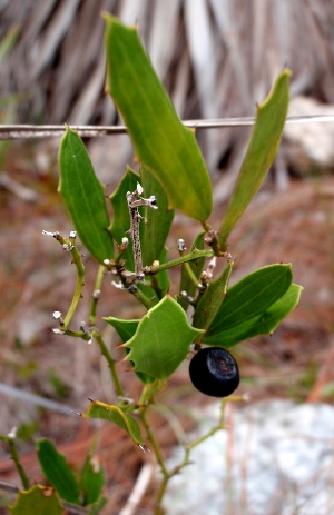 Smilax havanensis