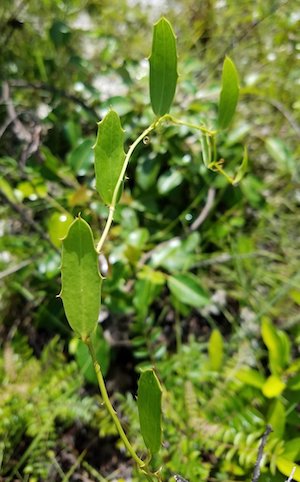 Smilax havanensis