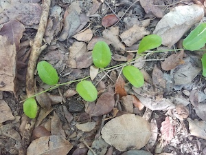 Smilax havanensis