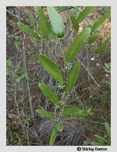 Smilax laurifolia