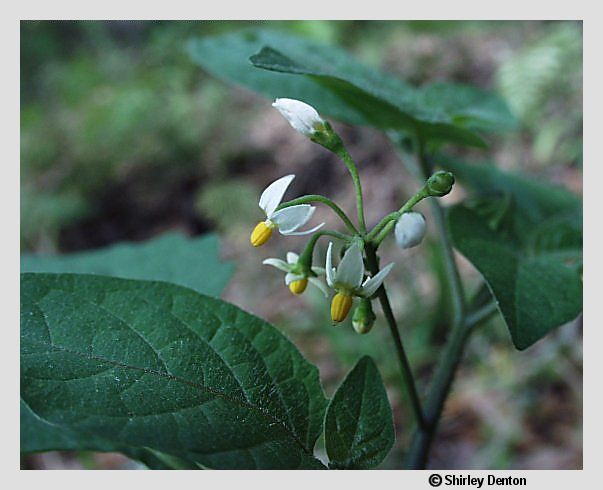 Solanum americanum