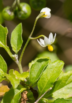 Solanum americanum