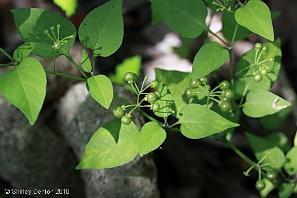 Solanum americanum