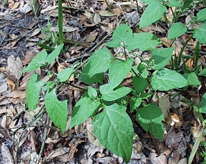 Solanum americanum