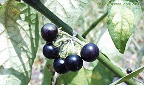 Solanum americanum