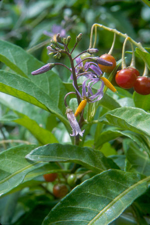 Solanum bahamense