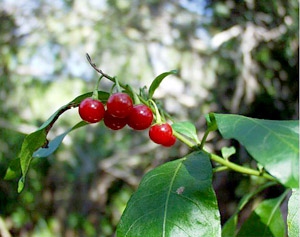 Solanum bahamense