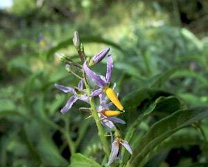 Solanum bahamense