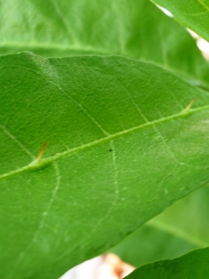 Solanum bahamense