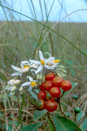 Solanum donianum