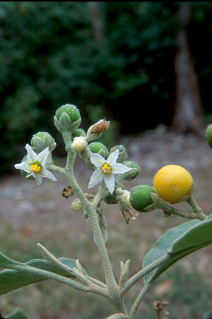 Solanum erianthum