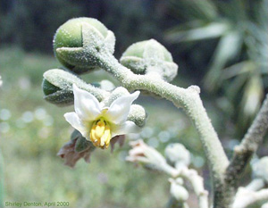 Solanum erianthum