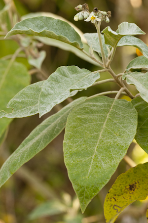 Solanum erianthum