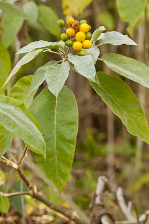 Solanum erianthum