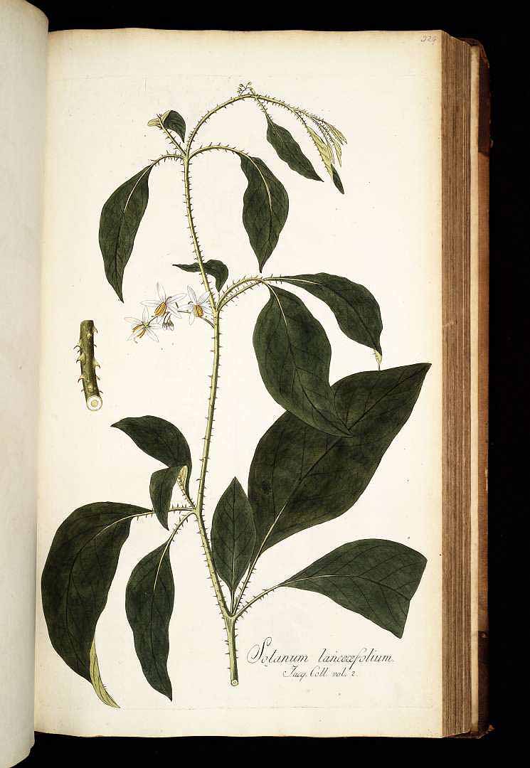 Solanum lanceifolium