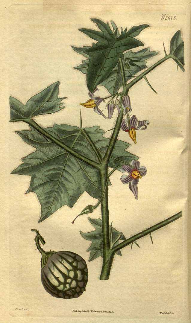 Solanum mammosum