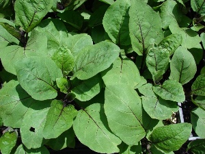 Solanum melongena