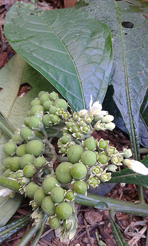 Solanum rugosum