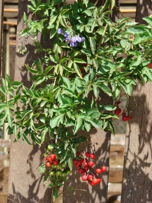 Solanum seaforthianum