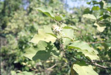 Solanum torvum