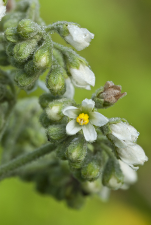 Solanum umbellatum