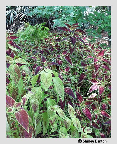 Plectranthus scutellarioides