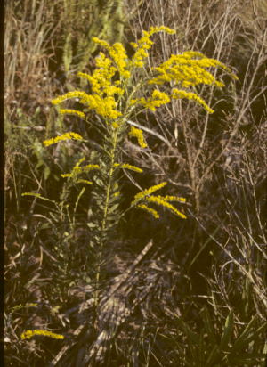 Solidago fistulosa