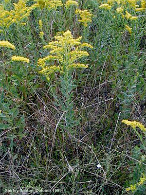 Solidago fistulosa