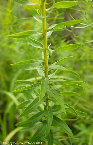 Solidago fistulosa