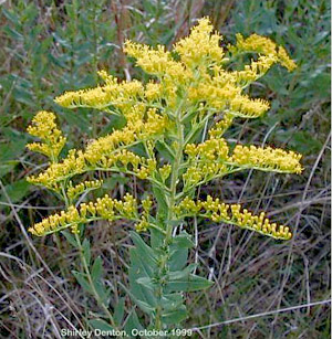 Solidago fistulosa