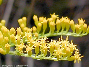 Solidago fistulosa