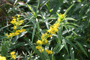 Solidago leavenworthii