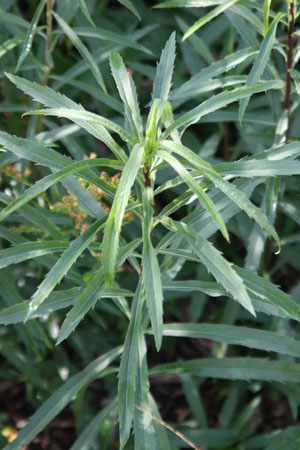 Solidago leavenworthii