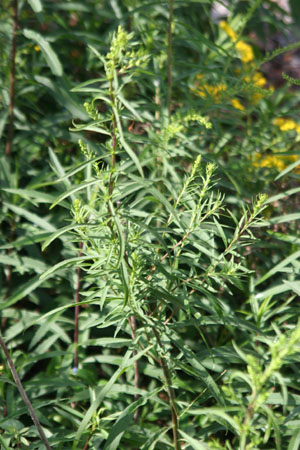 Solidago leavenworthii