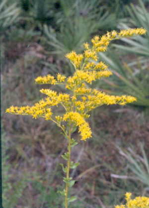 Solidago odora