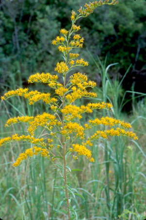 Solidago odora