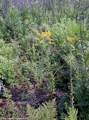 Solidago odora