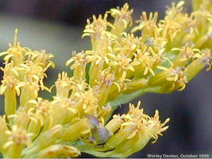 Solidago odora