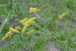 Solidago odora