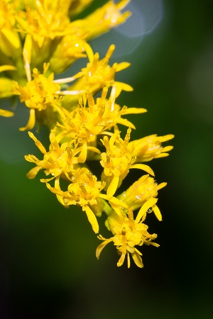 Solidago odora